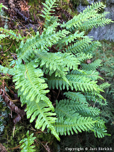 Polypodium vulgare, kallioimarre